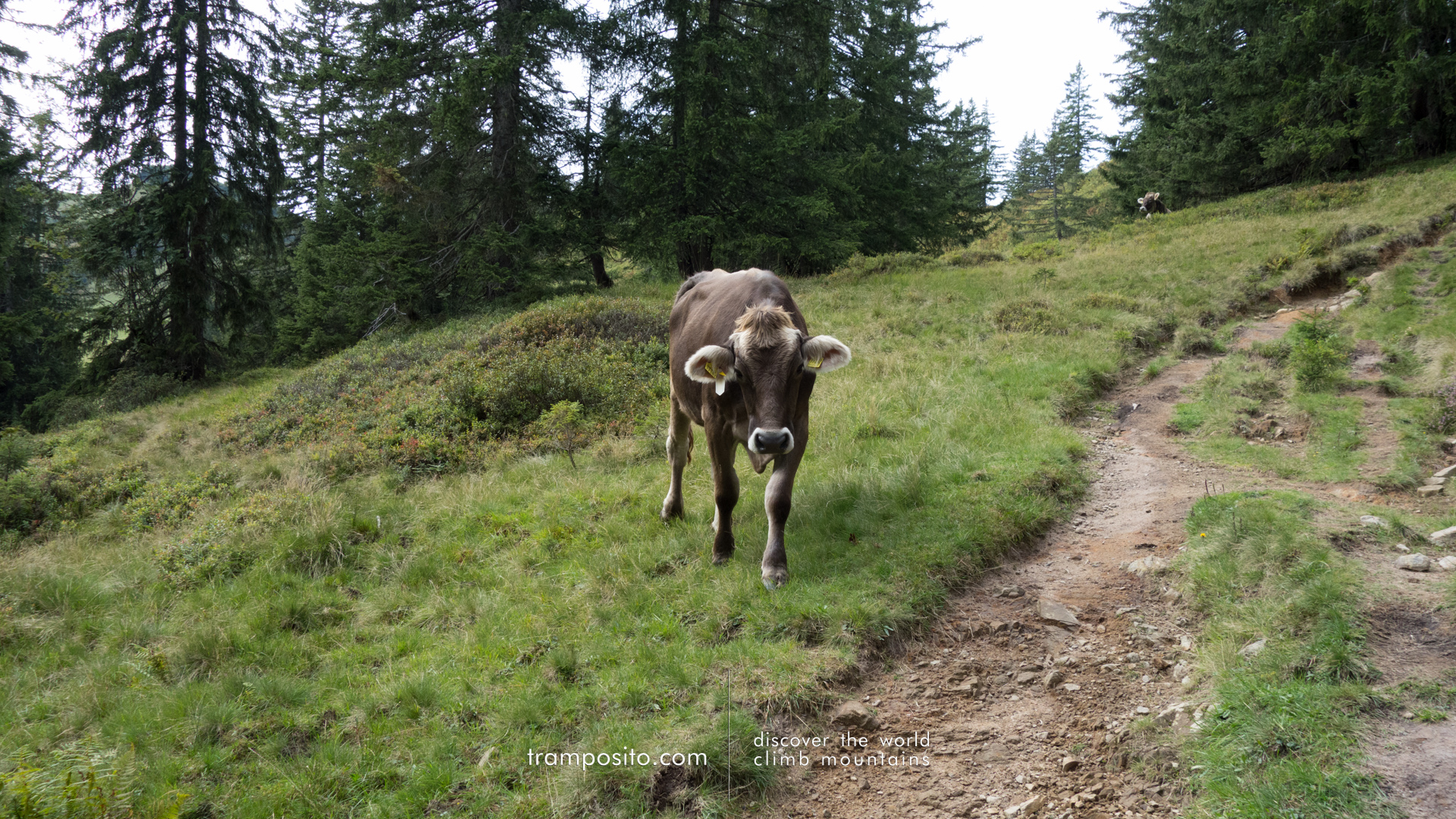 MTB - Sigiswanger-Horn