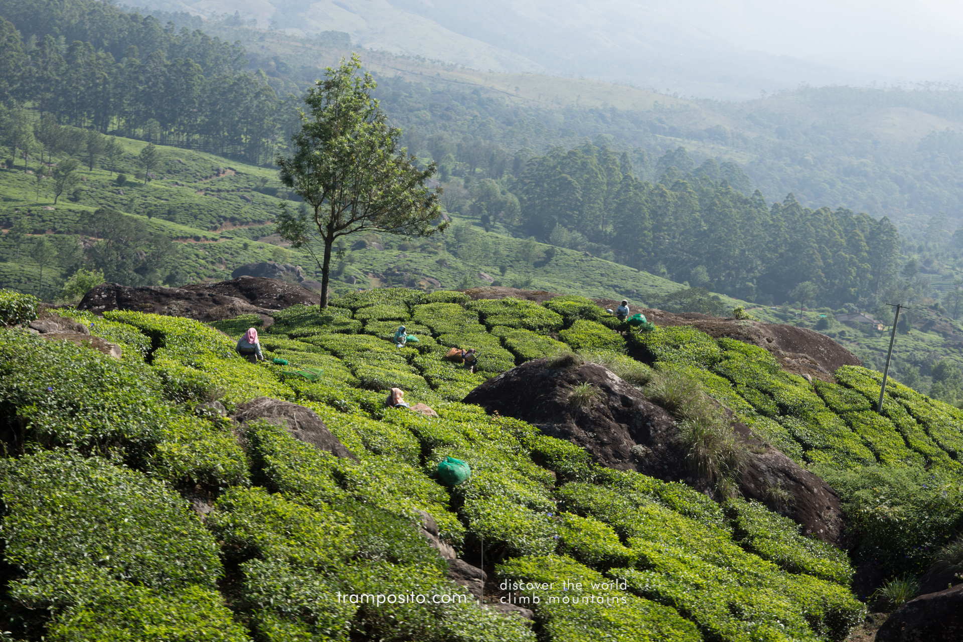 Munnar Tea Plantations