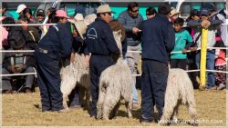 anta-feria-18